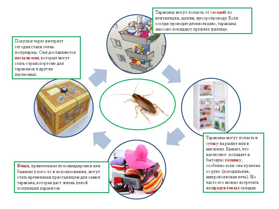 сколько стоит уничтожение клопов в квартире