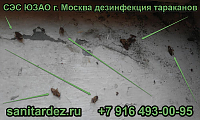 СЭС ЮЗАО г. Москва дезинфекция тараканов 