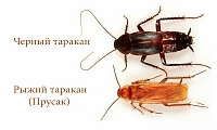 СЭС Балашиха выведение тараканов Московская область мкр. Салтыковка м. Новокосино 