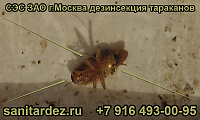 СЭС ЗАО г. Москва уничтожение тараканов 