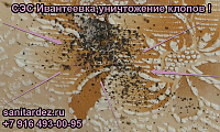 СЭС Ивантеевка, уничтожение клопов, Ивантеевка, Московская область, ул. Карла Маркса, Анатолий и Жанна.