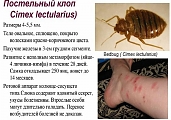 СЭС Пушкино дезинсекция клопов Московская область мкр. Заветы Ильича улица Степана Разина м. Комсомольская 