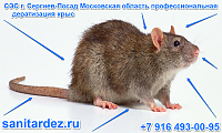 СЭС г. Сергиев-Посад Московская область профессиональная дератизация крыс