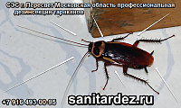СЭС г. Пересвет Московская область профессиональная дезинсекция тараканов